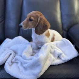 Penny - Piebald female Dachshund puppy in Ceres, California from Rockin' M’s LilBitty Dachshunds (LBD)
