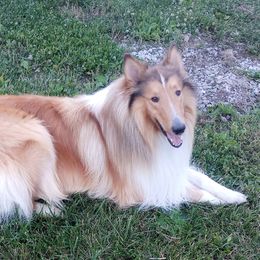 Collies from Living Blessed Collies