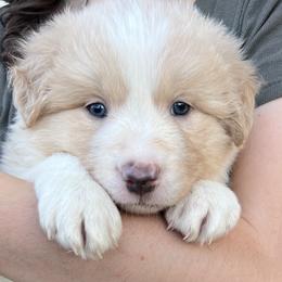 Border Collie Puppies from Fire N Arrows Border Collies