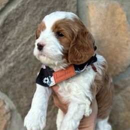 Sarabi girl(red) - Blenheim Cavapoo puppy in Elk Ridge, Utah from Topnotchpoodles