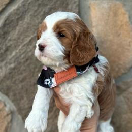 Sarabi girl(red) - Blenheim Cavapoo puppy in Elk Ridge, Utah from Topnotchpoodles