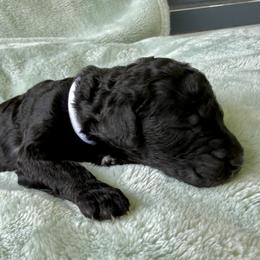 Girl 4 - Blue female Poodle puppy in Screven, Georgia from Dreamland Standard Poodles