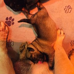 Fawn male - Fawn male Pug puppy in Jacksonville, North Carolina from Coliseum de Cassiope