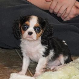 Charlie - Tri-color male Cavalier King Charles Spaniel puppy in Pleasant City, Ohio from cywood's ohio cavaliers