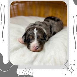 Murphy - Blue merle male Bernedoodle puppy in Sterling, Colorado from North 40 Doodles