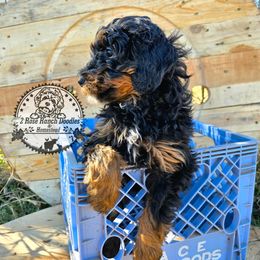 Phantom - Phantom female Bernedoodle puppy in Graham, Texas from 2 Rose Ranch Doodles