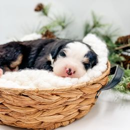 Evergreen (Yellow Collar) - Black rust and white female Bernese Mountain Dog puppy in Hudson, Indiana from TurkeyCreek-K9