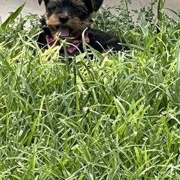 Yorkshire Terrier Puppies from Elite Yorkies AZ