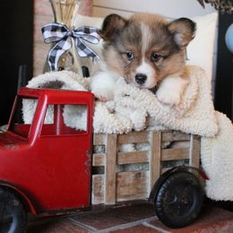Mink - Sable male Pembroke Welsh Corgi puppy in Purcellville, Virginia from Rhone River Farm Pembroke Welsh Corgis