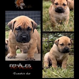 Girl 3 - Brown female Boerboel puppy in Pennsylvania from Cold River Boerboels
