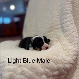 Light Blue Male - Black and tan male Pembroke Welsh Corgi puppy in La Porte City, Iowa from Cedar River Corgis