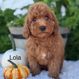 Lola - Red  female Goldendoodle puppy in Oxford, Pennsylvania from FriendlyPals