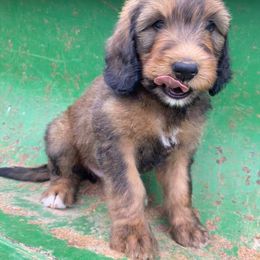Bernedoodle Puppies from Bayou Blu's Bernedoodles