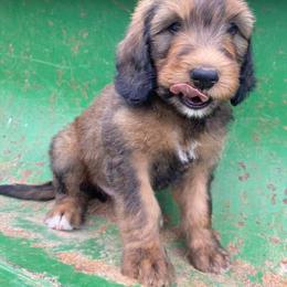 Bernedoodle Puppies from Bayou Blu's Bernedoodles