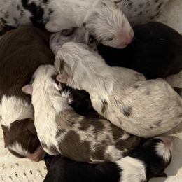 Australian Shepherd puppies from Dollface Aussies