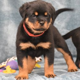 Dazzle - Black and mahogany female Rottweiler puppy in Catawissa, Pennsylvania from Sharp Ridge Rottweilers