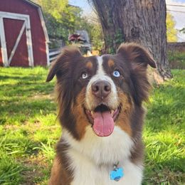 River - Australian Shepherd
