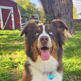 River - Australian Shepherd