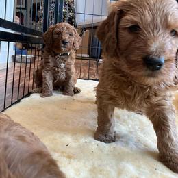 Goldendoodle Puppies from Sunnydoodle Utah