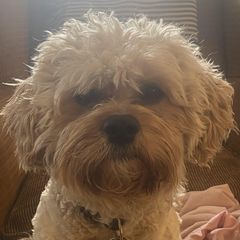 Tony - Cavachon