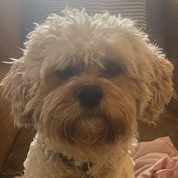 Tony - Cavachon