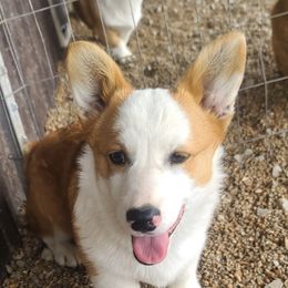 Odie - Pembroke Welsh Corgi