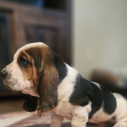 Basset Hound Puppies from Twin Creek Acres