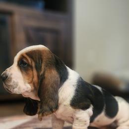Basset Hound Puppies from Twin Creek Acres
