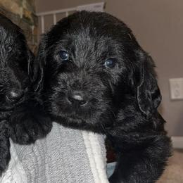Dilute Retrievers and Labradoodles from Conley’s Labradors & Labradoodles
