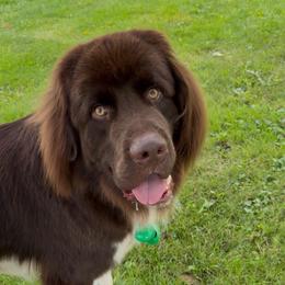 Titus - White and brown male Newfoundland puppy in Tully, New York from Bear Paw Newfoundlands