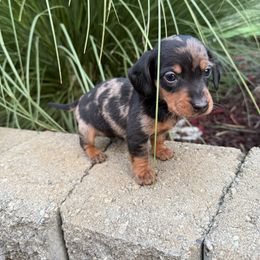 Peanut - Dapple male Dachshund puppy in Oregon from Bailey’s Dachshunds