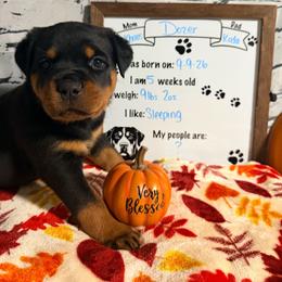 Dozer - Black and mahogany male Rottweiler puppy in Crivitz, Wisconsin from Khaotic Rottweilers