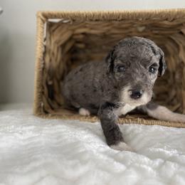 Sheepadoodle Puppies from Smokey Mountain Sheepadoodles