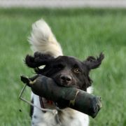 Kleine Munsterlanders from Robingun Kennels