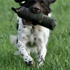 Kleine Munsterlanders from Robingun Kennels