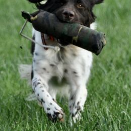 Kleine Munsterlanders from Robingun Kennels