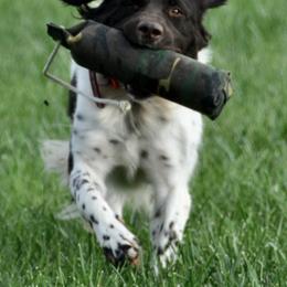 Kleine Munsterlanders from Robingun Kennels