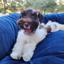 Parti Boy - Parti male Miniature Schnauzer puppy in North Zulch, Texas from Sweet Pup Schnauzers