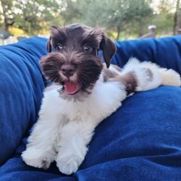Parti Boy - Parti male Miniature Schnauzer puppy in North Zulch, Texas from Sweet Pup Schnauzers