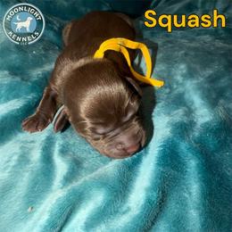 Squash - Chocolate male Labrador Retriever puppy in Elloree, South Carolina from Moonlight Kennels LLC