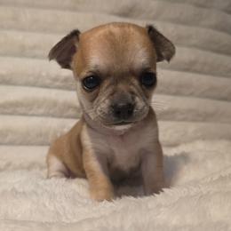 Cocoa - Fawn female Chihuahua puppy in Jacksonville, Florida from Precious Paws of Florida - Chihuahuas