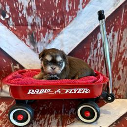 Brayden - Chocolate and tan male Shih Tzu puppy in Success, Missouri from Sweet Success