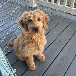Bonnie - Apricot female Goldendoodle puppy in Winchester, Virginia from Morningstar Goldendoodles