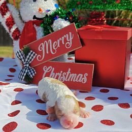 Darling - White female Cavapoo puppy in Dallas, Texas from Halo's Heroes Doodles