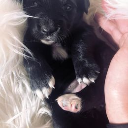 Bordoodle Puppies from The Weekend Farm