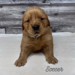 Golden Retriever Puppies from Holly Hill Kennels