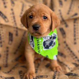 Walker - Yellow male Labrador Retriever puppy in Puyallup, Washington from 12 Door Farm Labradors