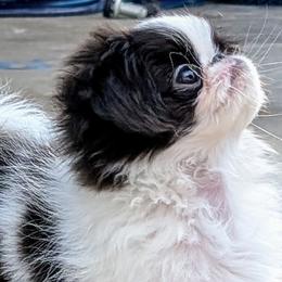 Japanese Chins and Pugs from Origami Japanese Chins