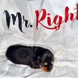 Artemis - Black and tan male Dachshund puppy in Homosassa, Florida from SAN’S Dachshunds