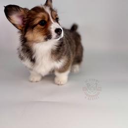 Honey - Sable female Pembroke Welsh Corgi puppy in Elberta, Utah from 3F Farms- Pembroke Welsh Corgis and Irish Wolfhounds